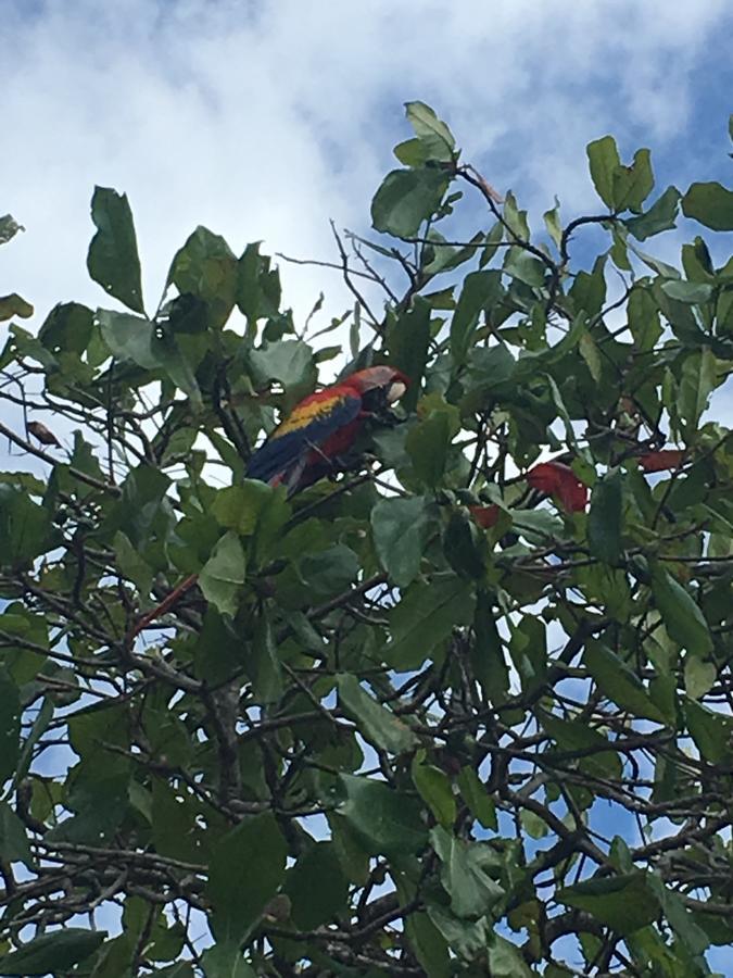 Cabinas El Colibri Puerto Carrillo Εξωτερικό φωτογραφία